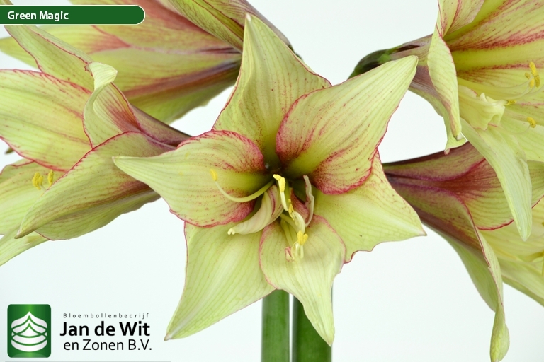 Green Magic Hippeastrum Jan De Wit En Zonen Bv 8692